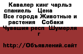 Кавалер кинг чарльз спаниель › Цена ­ 40 000 - Все города Животные и растения » Собаки   . Чувашия респ.,Шумерля г.